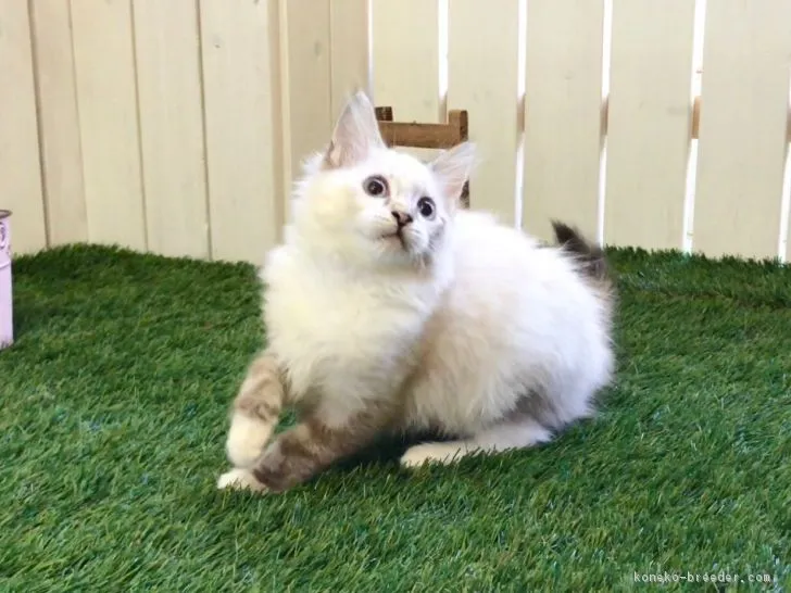 ID:1708-00326の子猫