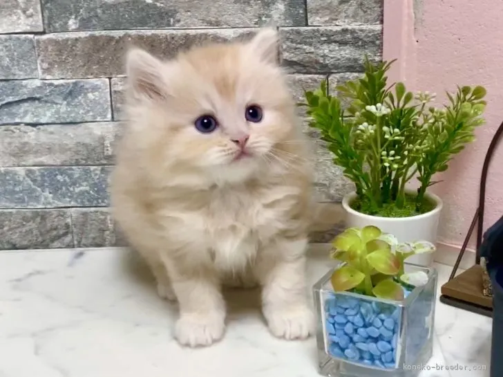 こはく 様のお迎えした子猫