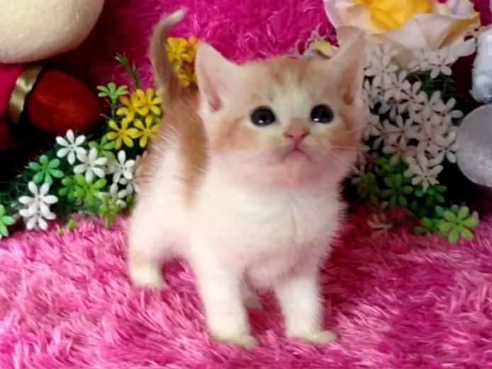 ID:1404-00297の子猫