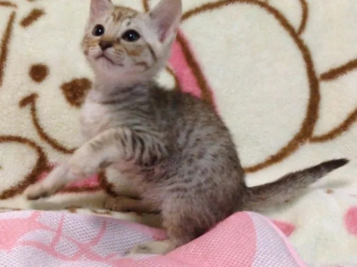 ID：1405-00312の子猫