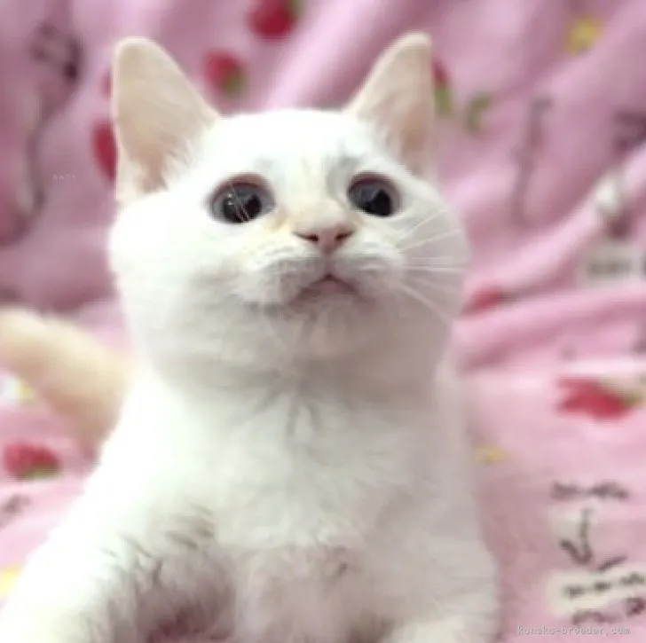 ID：2308-02621の子猫