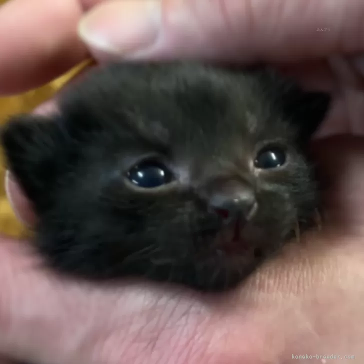 ID:2404-01726の子猫
