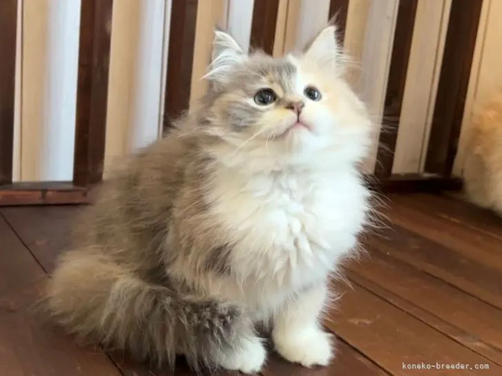 ID:2204-01937の子猫