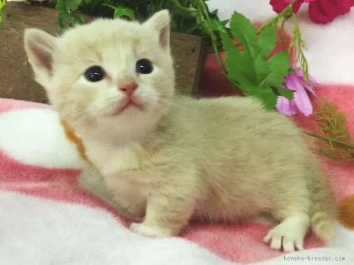ID：1603-00114の子猫