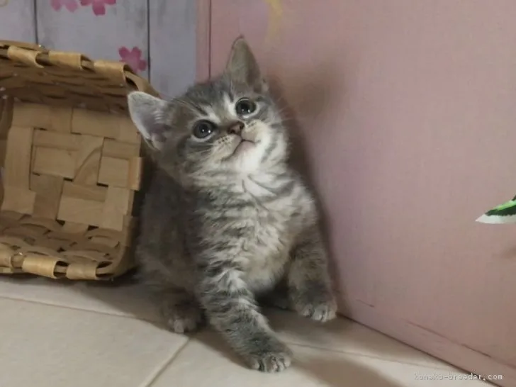 ID：1712-01044の子猫