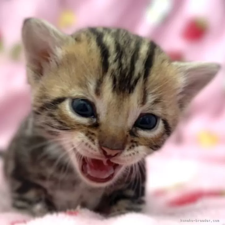 ID:2404-02798の子猫