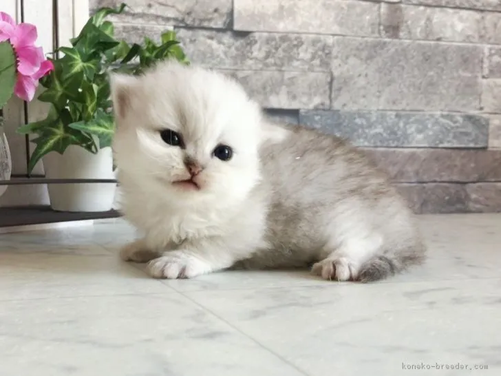 ID：1704-00560の子猫