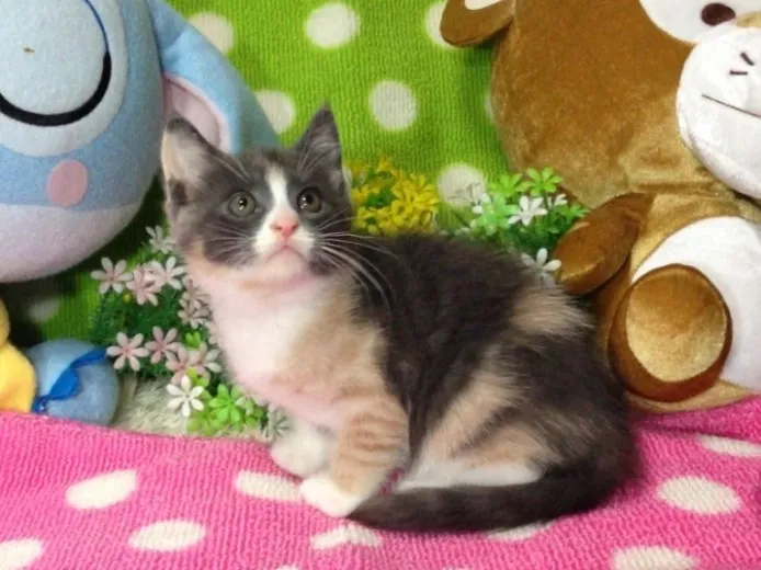 ID:1309-00294の子猫