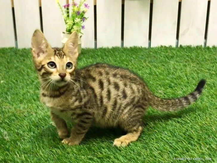 ID:1812-01165の子猫