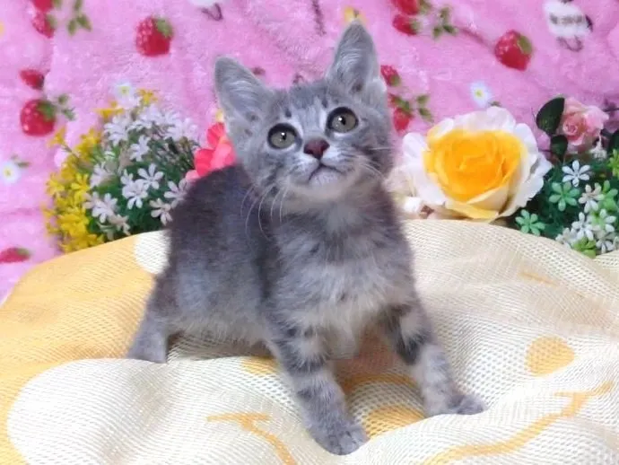ID:1411-00059の子猫