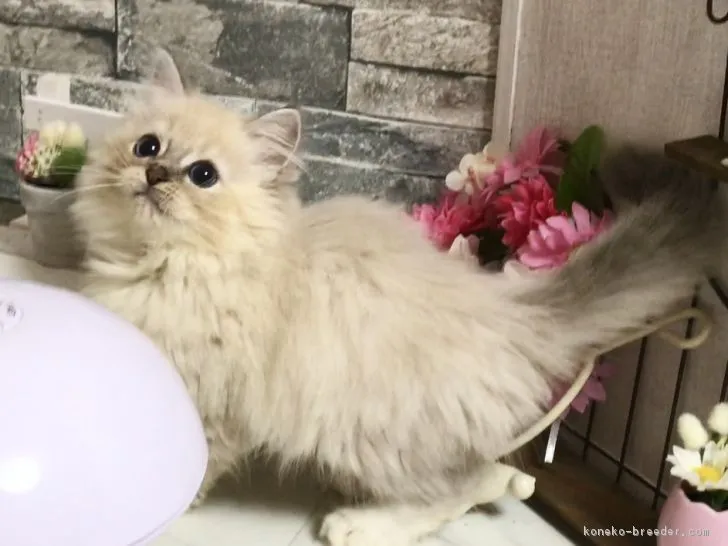 ID:1804-00531の子猫