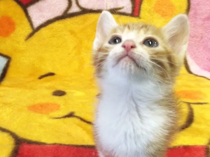 ID:1505-00440の子猫