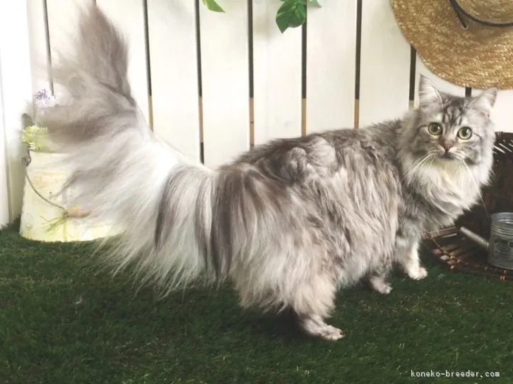 ID:1510-00645の子猫
