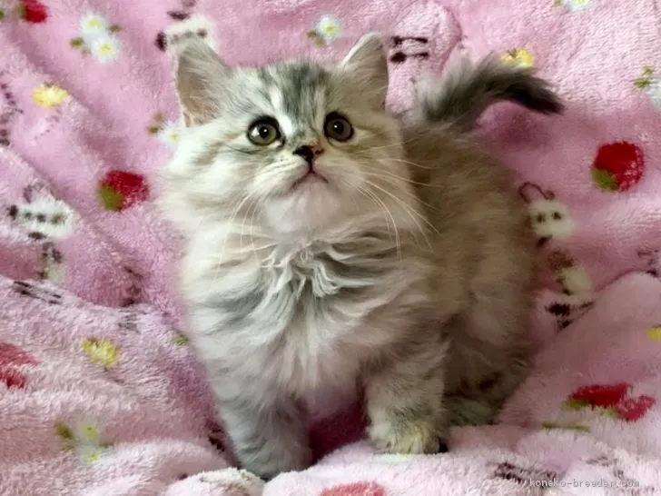 ID：2102-01065の子猫