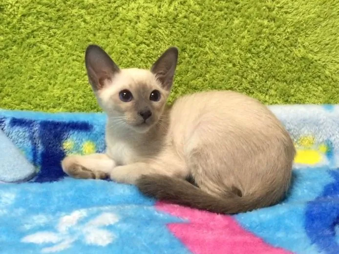 クニ 様のお迎えした子猫