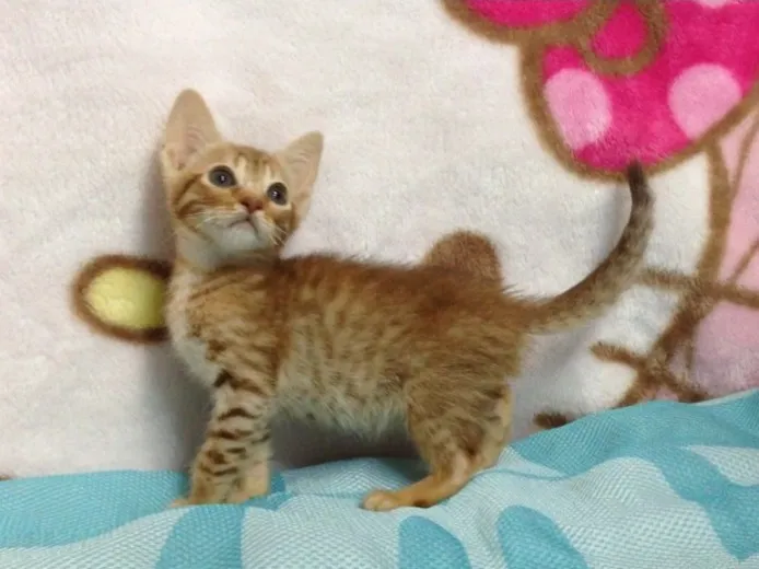 ID:1405-00040の子猫