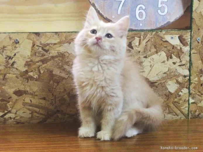 ID:1507-00080の子猫