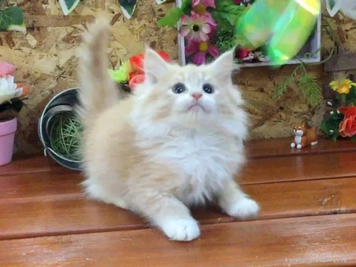 ID：1612-00003の子猫