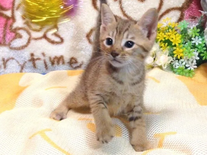 ID:1408-00118の子猫