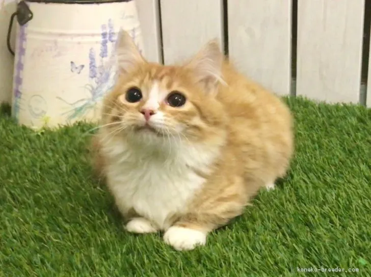 ID:1907-00974の子猫