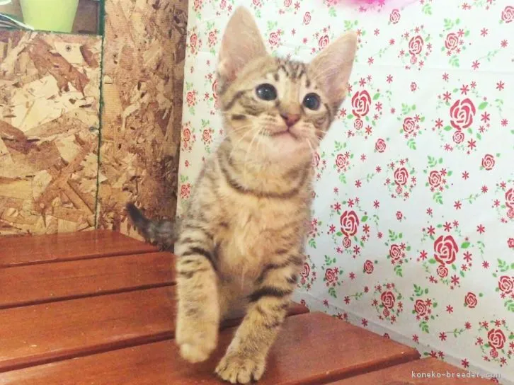 ID：1607-00837の子猫
