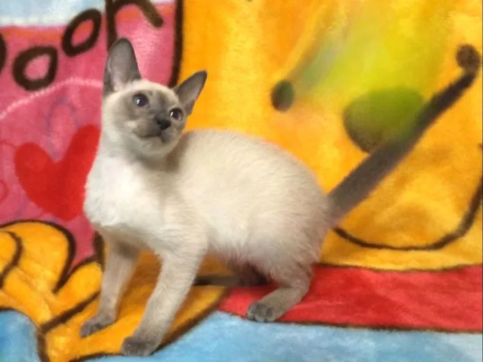 ID:1503-00095の子猫