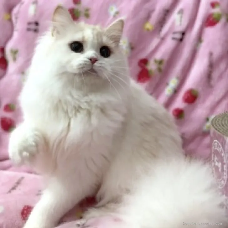 ID:2305-00265の子猫