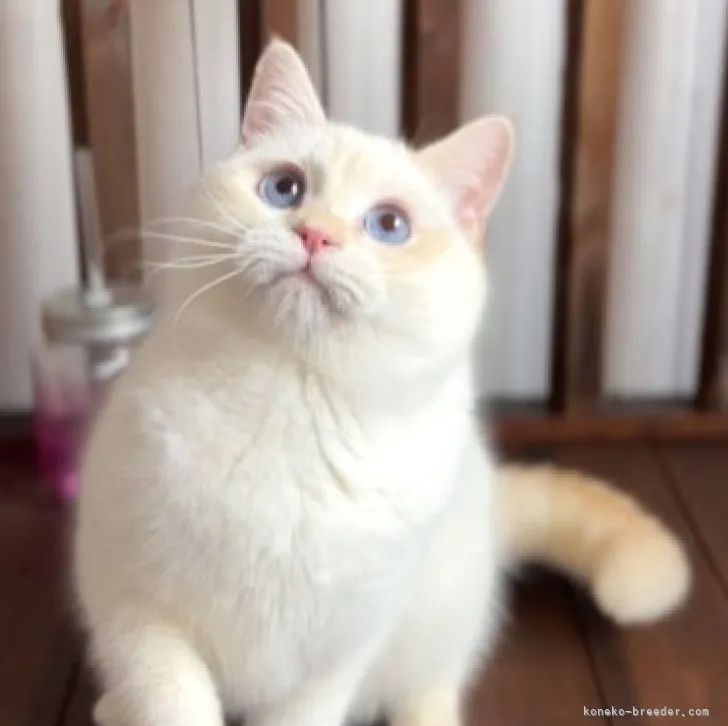 ID:2304-02717の子猫