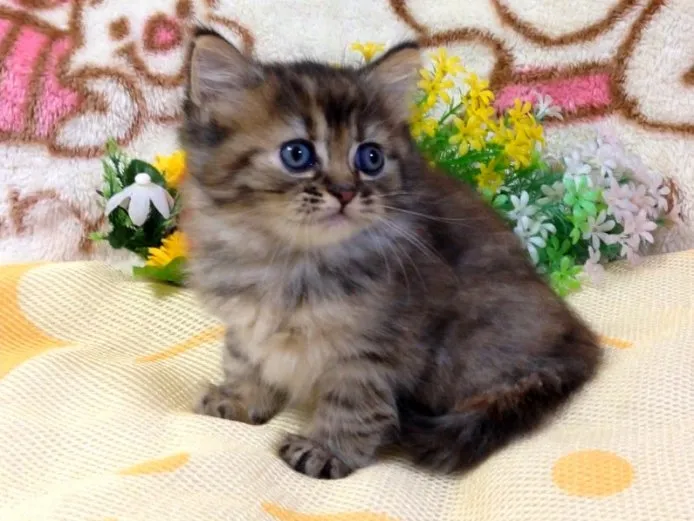 ID：1409-00249の子猫