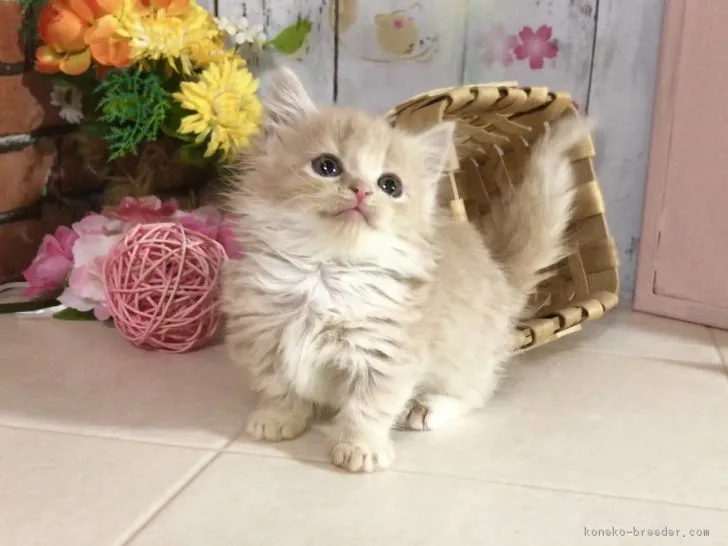 ID:1802-00559の子猫