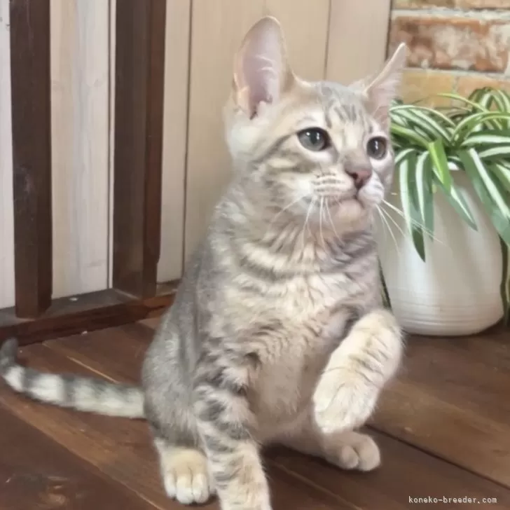 K.H 様のお迎えした子猫