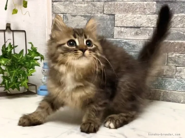 ID：2110-00279の子猫