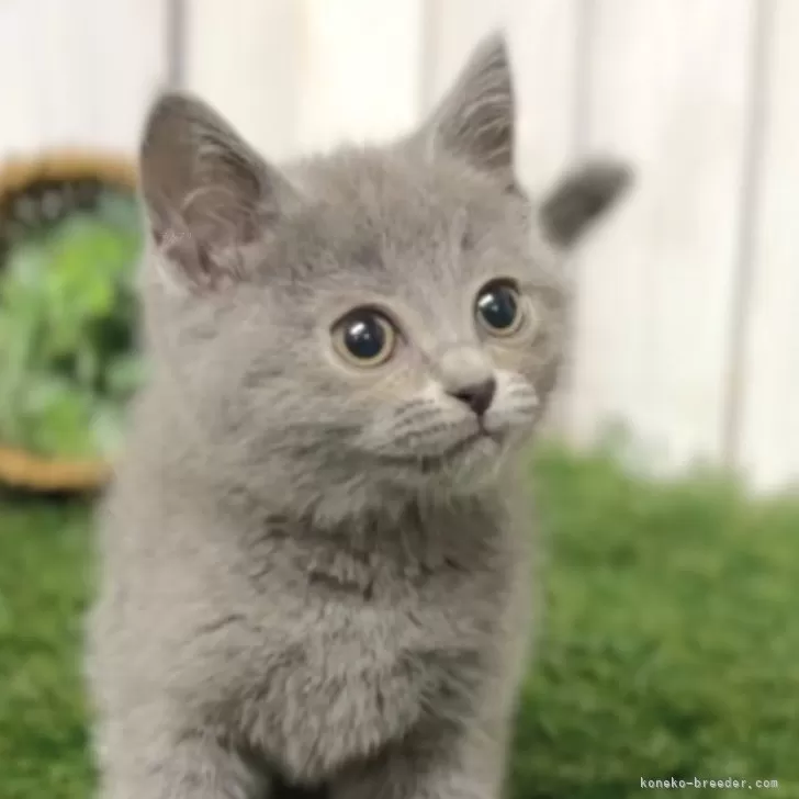 R.I 様のお迎えした子猫