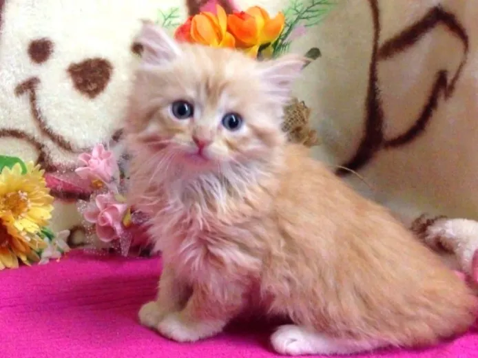 ID:1405-00027の子猫