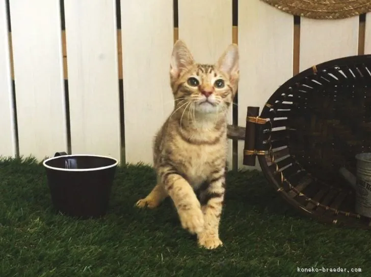 ID:1704-00873の子猫