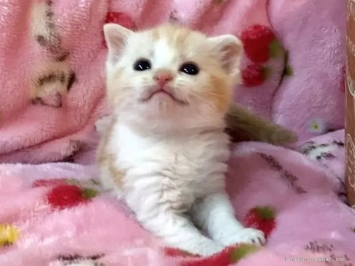 ID:2108-01176の子猫