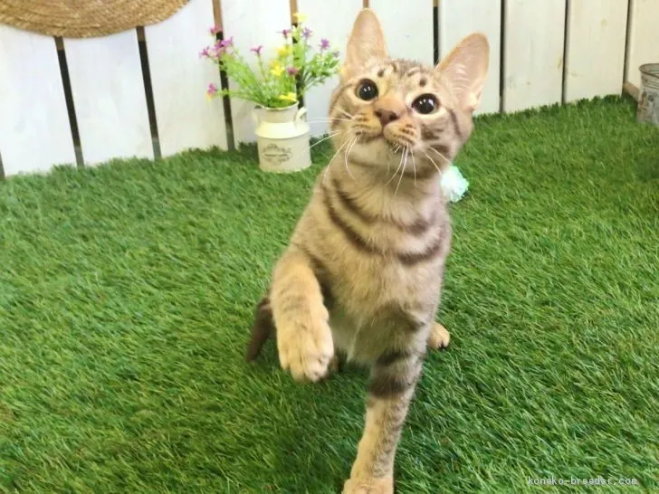 ID:1906-01694の子猫