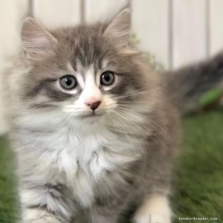 ID:2209-01876の子猫