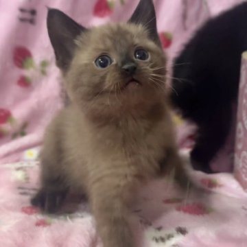 ボンベイ【北海道・男の子・2024年9月10日・セイブル】の写真「外出お風呂OKな神メソッド猫☆東京仙台大阪福岡可☆」