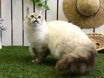 サイベリアン【北海道・男の子・2018年2月16日・シールリンクスポイント(マスカレード)（ロングヘア（トリプルコート））】の写真「☆従順かつ元気な神メソッドは動画でご確認☆」