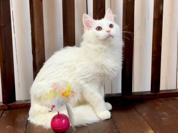 メインクーン【北海道・男の子・2021年7月7日・ホワイト】の写真「神メソッド動画☆東京仙台大阪福岡可」
