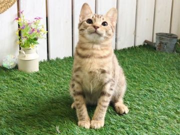 オシキャット【北海道・女の子・2019年1月5日・チョコレートスポッテッドタビー】の写真「犬の魂を宿した猫☆神メソッド実証動画掲載」