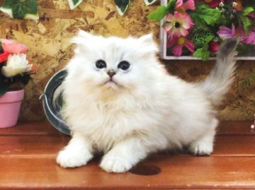 ペルシャ(チンチラ)【北海道・男の子・2016年11月9日・チンチラシルバー（ロングヘア）】の写真「両親共にダブルチャンピオン☆」