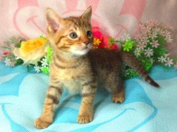 オシキャット【北海道・男の子・2013年9月8日・チョコレートスポテッドタビー】の写真「理想的なオシキャット☆父親グランドチャンピオン！！」