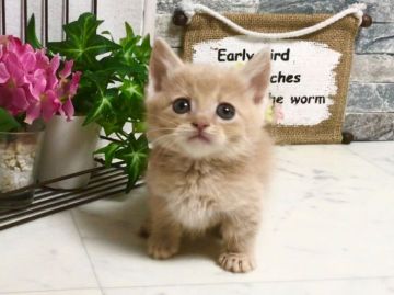 マンチカン(長足)【北海道・男の子・2019年8月27日・クリームタビー】の写真「極短クリームの男の子☆神メソッド猫☆」