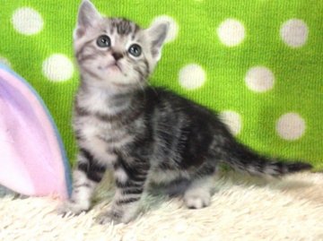 ミックス猫【北海道・男の子・2014年2月6日・シルバークラシックタビー】の写真「ロシアン☆ペルシャ☆アメショ」