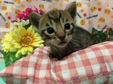 オシキャット【北海道・男の子・2012年9月9日・タウニースポテッドタビー】の写真「」
