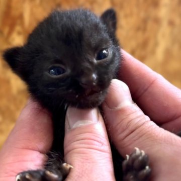 ボンベイ【北海道・男の子・2024年4月4日・ブラック】の写真「外出お風呂OKな神メソッド猫☆東京仙台大阪福岡可☆」
