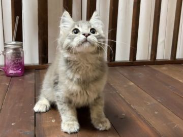 メインクーン【北海道・男の子・2021年12月15日・ブルータビー】の写真「神メソッド猫☆東京仙台大阪福岡可」