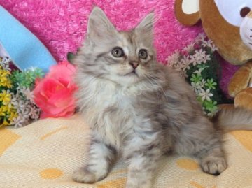 サイベリアン【北海道・女の子・2014年4月21日・シルバーパッチドタビー】の写真「猫界のシーラカンス☆モッフモフプレジデントキャット」